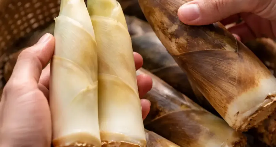 Selecting the Right Shoots for Aging Bamboo Shoots