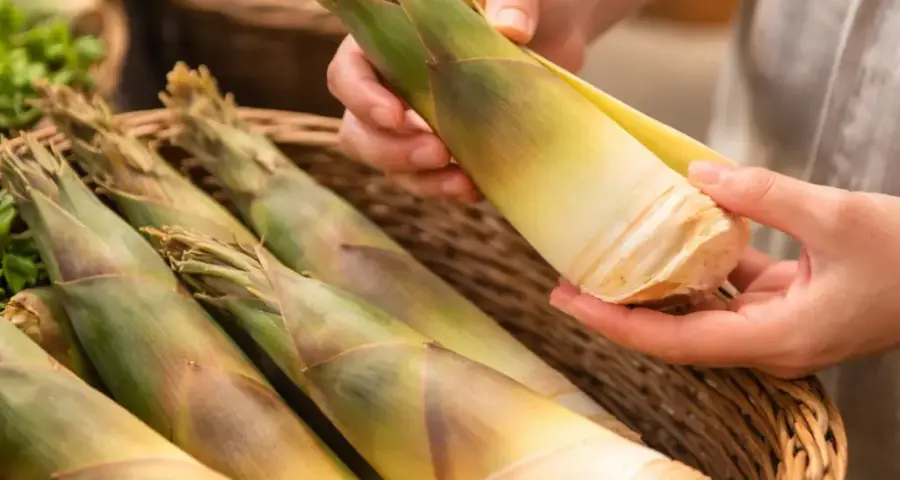 How to Choose the Best fresh bamboo shoot