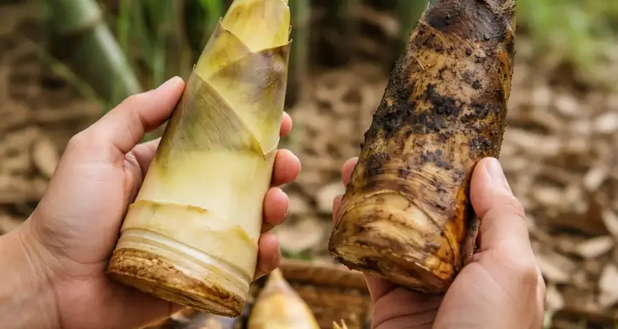 The Top 5 Risky Mistakes in identifying edible bamboo shoots