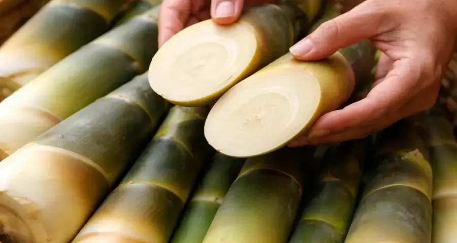 Selecting the Best Bamboo Shoots for Tenderness